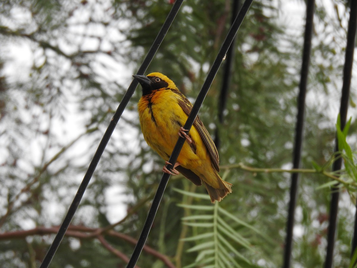 Speke's Weaver - Abdulhakim Abdi