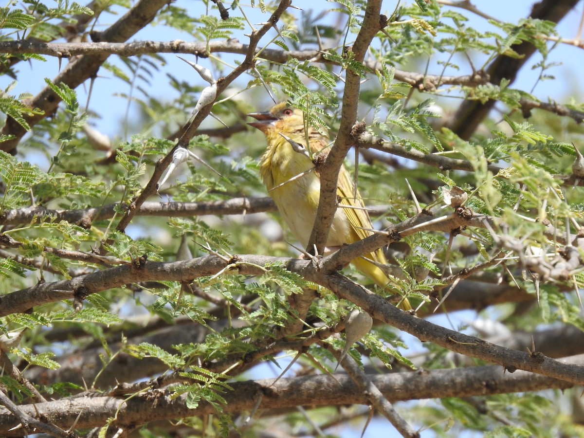 Vitelline Masked-Weaver - Abdulhakim Abdi