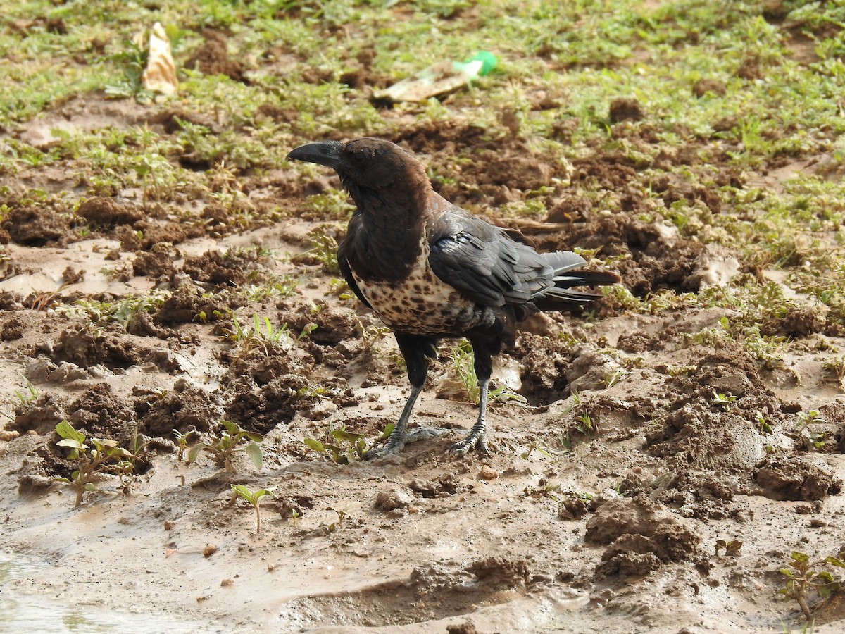 Pied x Somali Crow (hybrid) - Abdulhakim Abdi