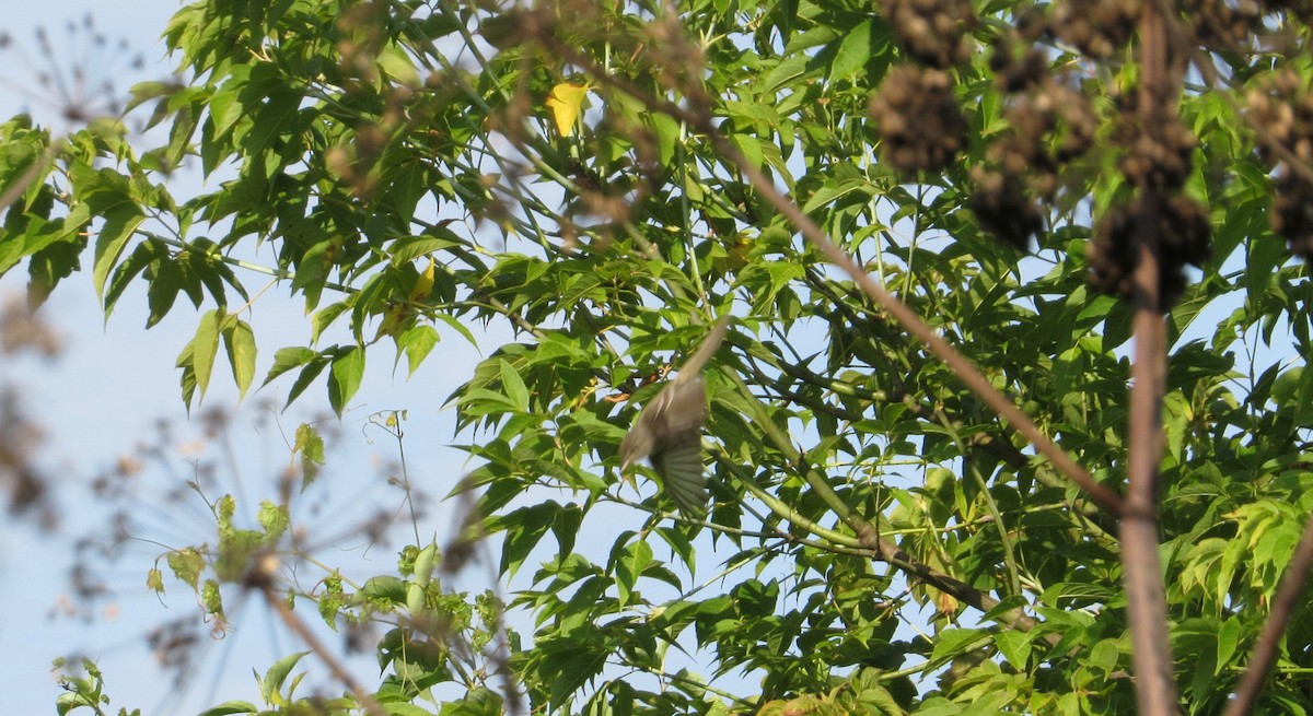 Willow Flycatcher - ML171242621