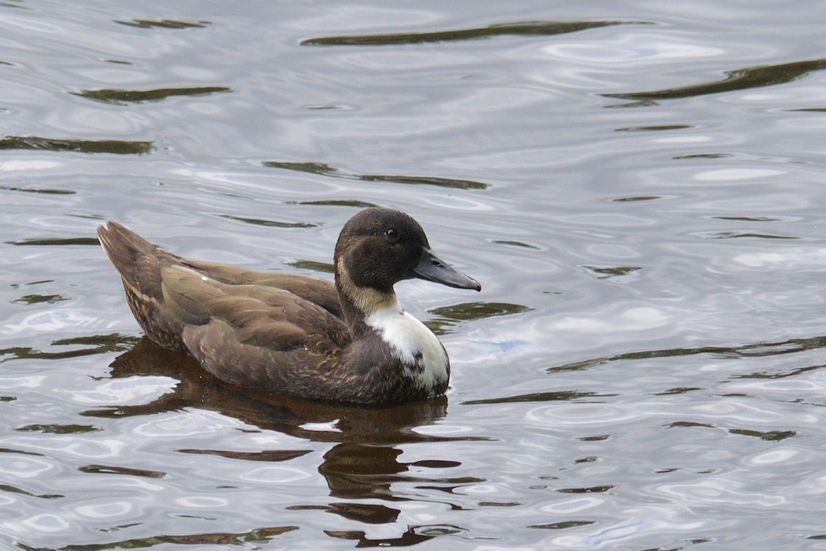 Mallard (Domestic type) - ML171242811