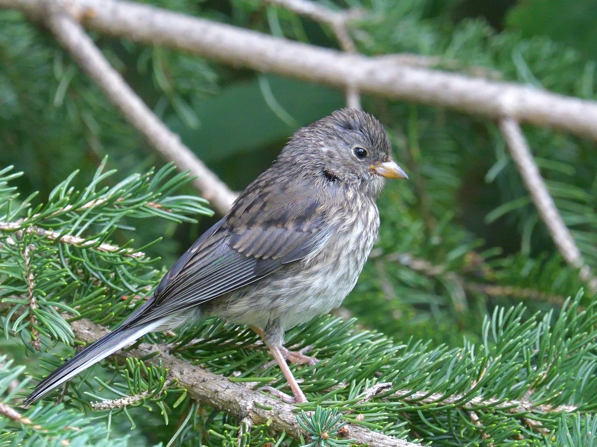 Dark-eyed Junco - Yves Darveau