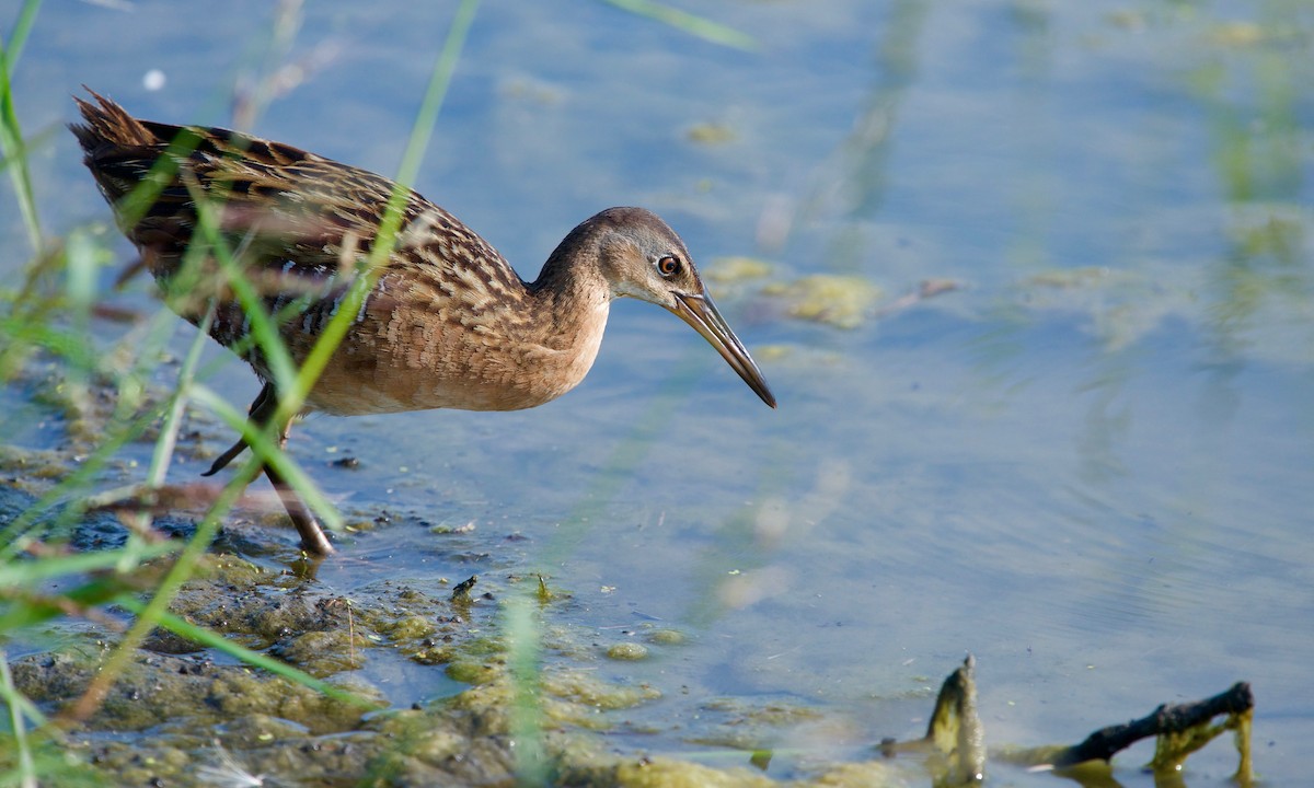 King Rail - Jon Cefus