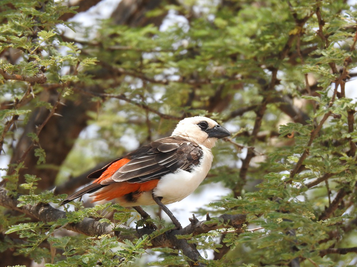 White-headed Buffalo-Weaver - Abdulhakim Abdi