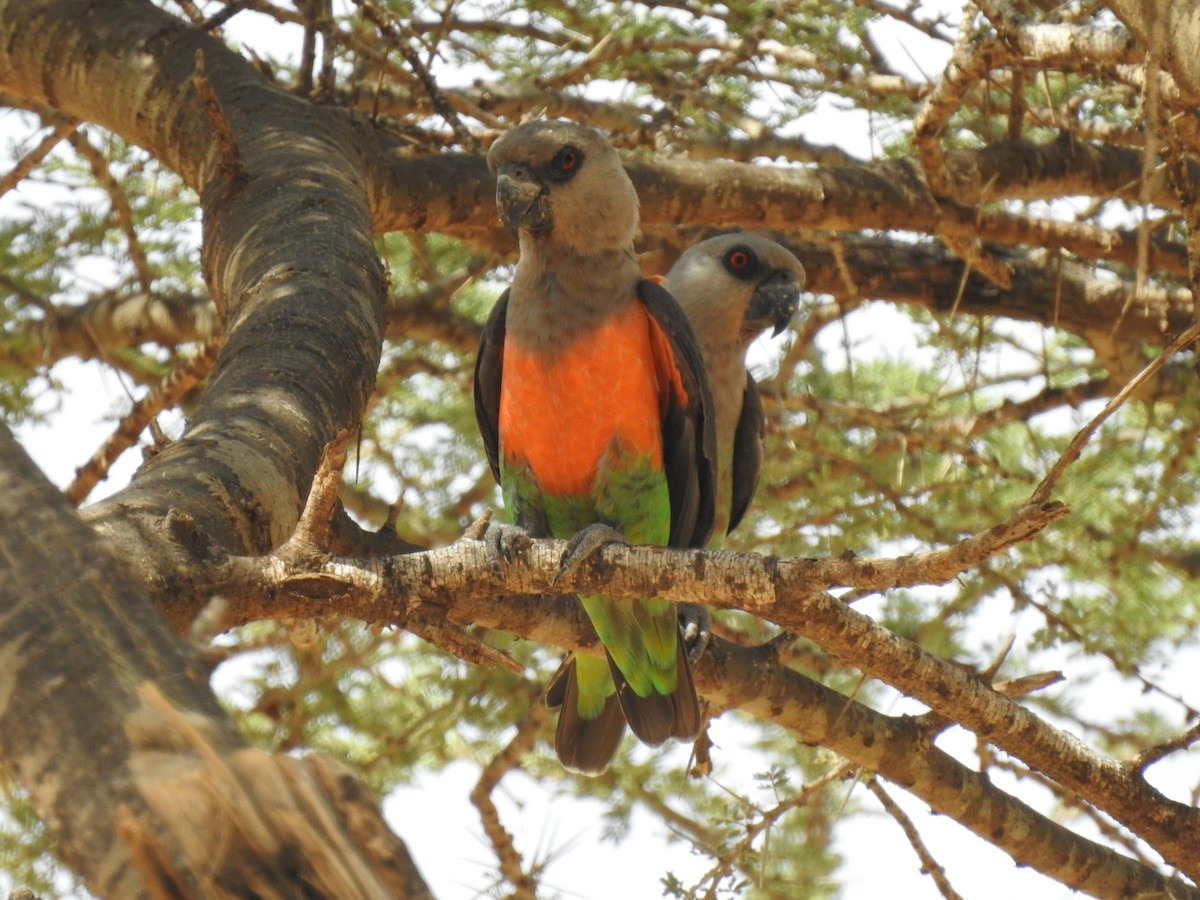 papoušek oranžovoprsý - ML171244891