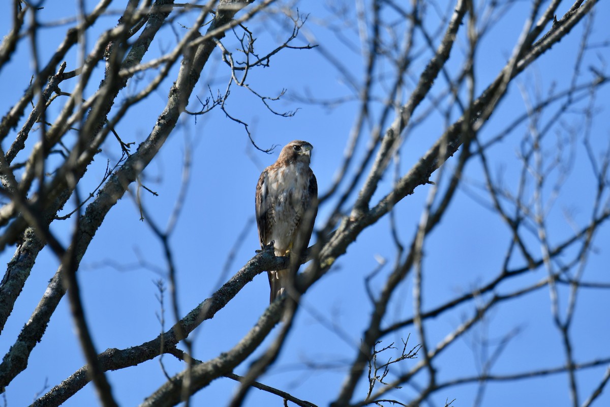 Zapelatz buztangorria - ML171247241