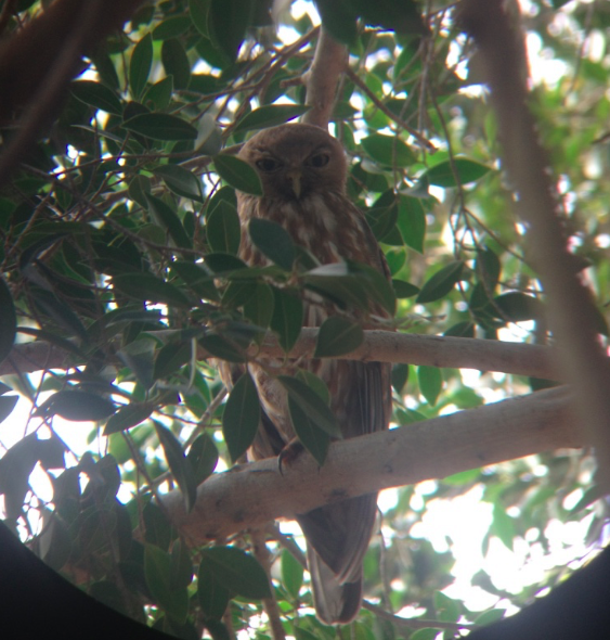 Barking Owl - ML171250621