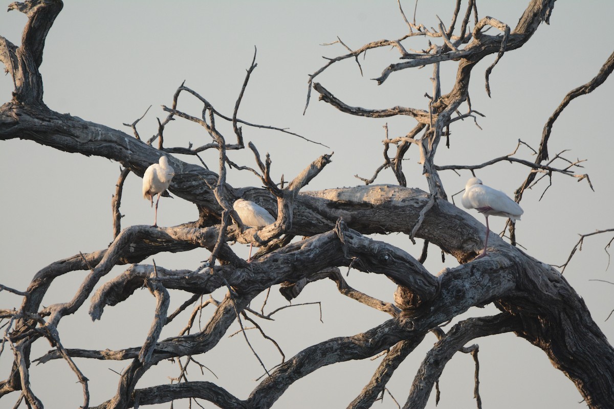 African Spoonbill - Larry Chen