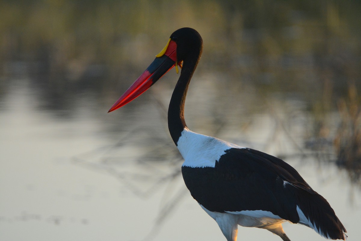 Saddle-billed Stork - ML171251941