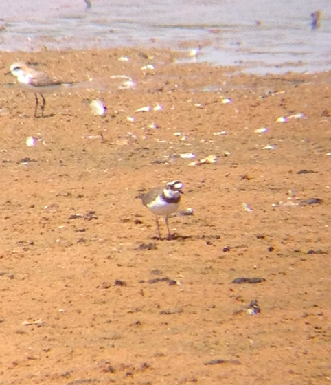 Little Ringed Plover - ML171252271