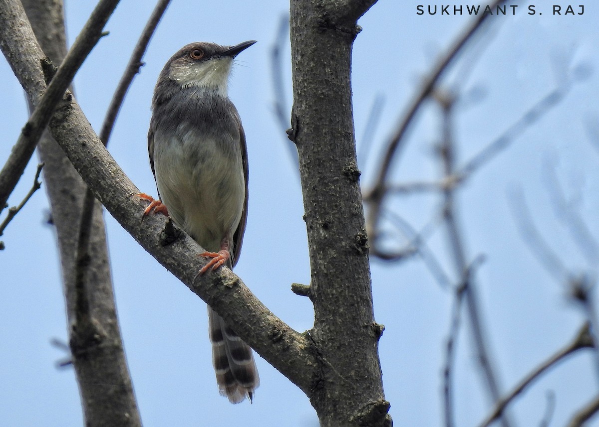 Gray-breasted Prinia - ML171252541