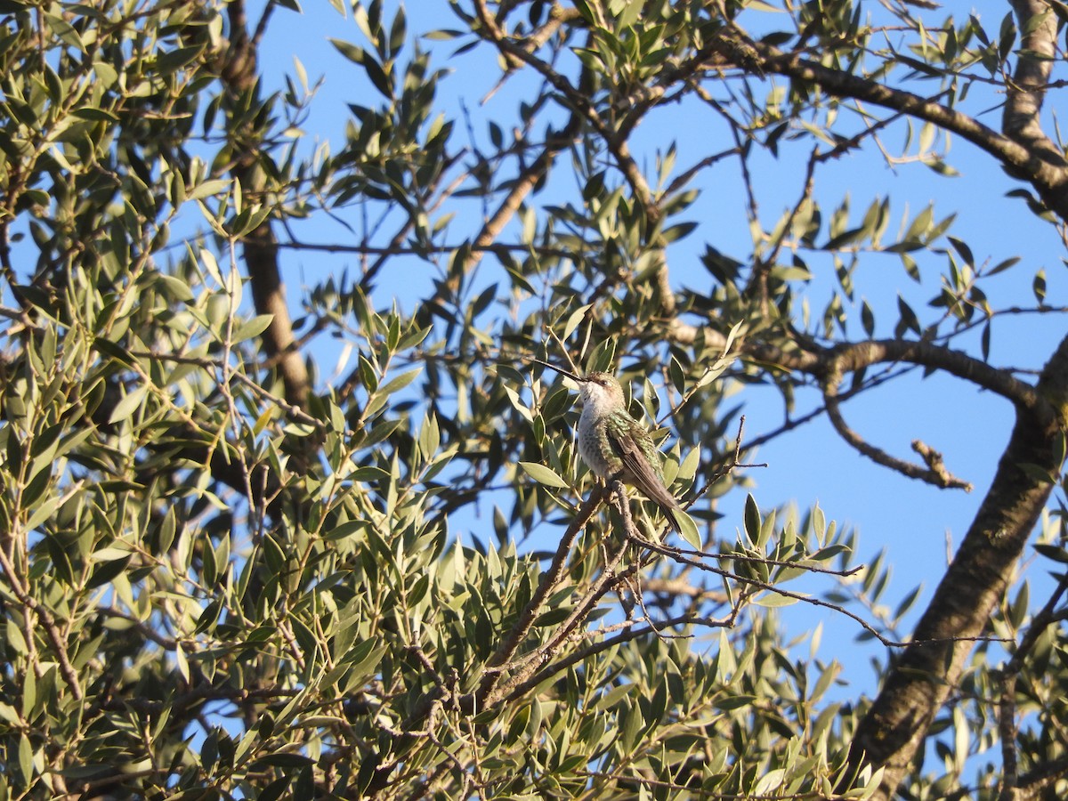 Blue-tufted Starthroat - ML171253391