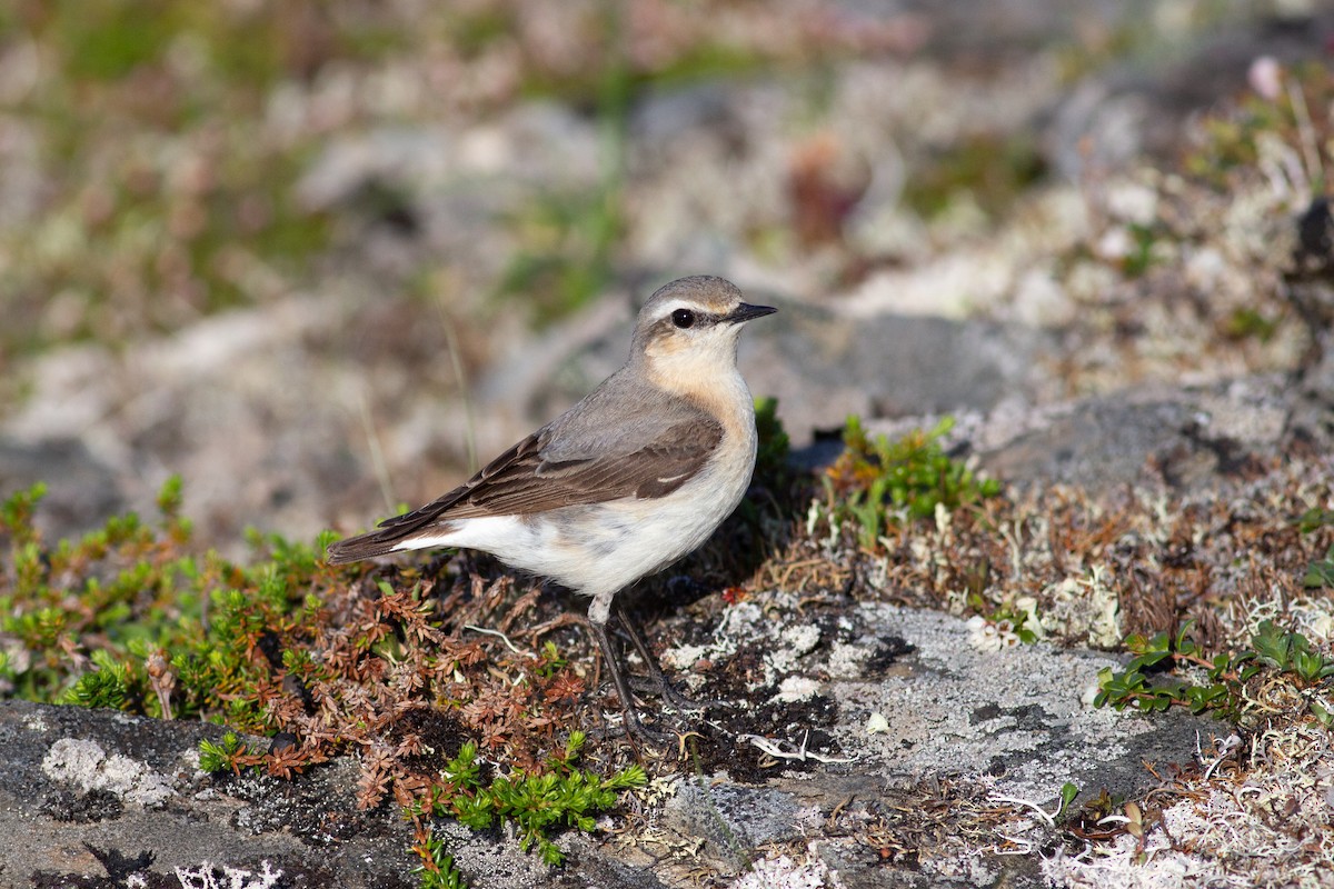 Northern Wheatear - Tom Auer