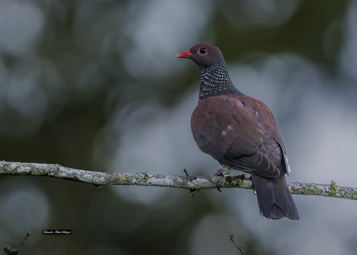 Scaled Pigeon - ML171254221