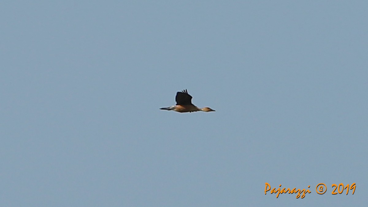 Fulvous Whistling-Duck - ML171256091