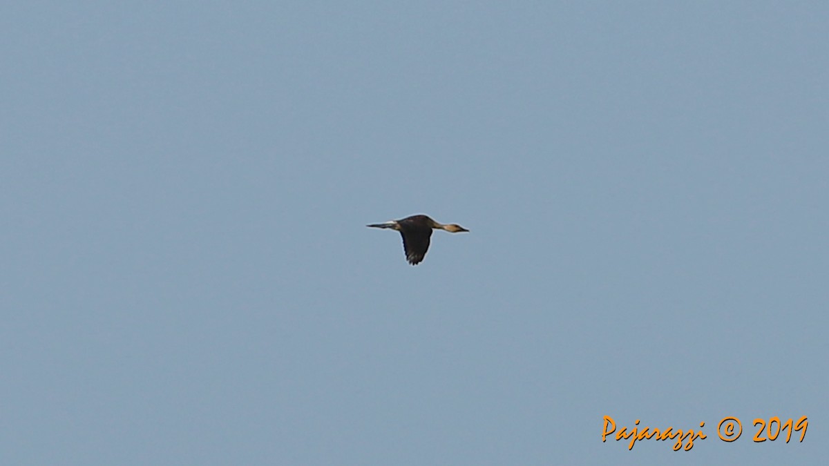 Fulvous Whistling-Duck - ML171256101