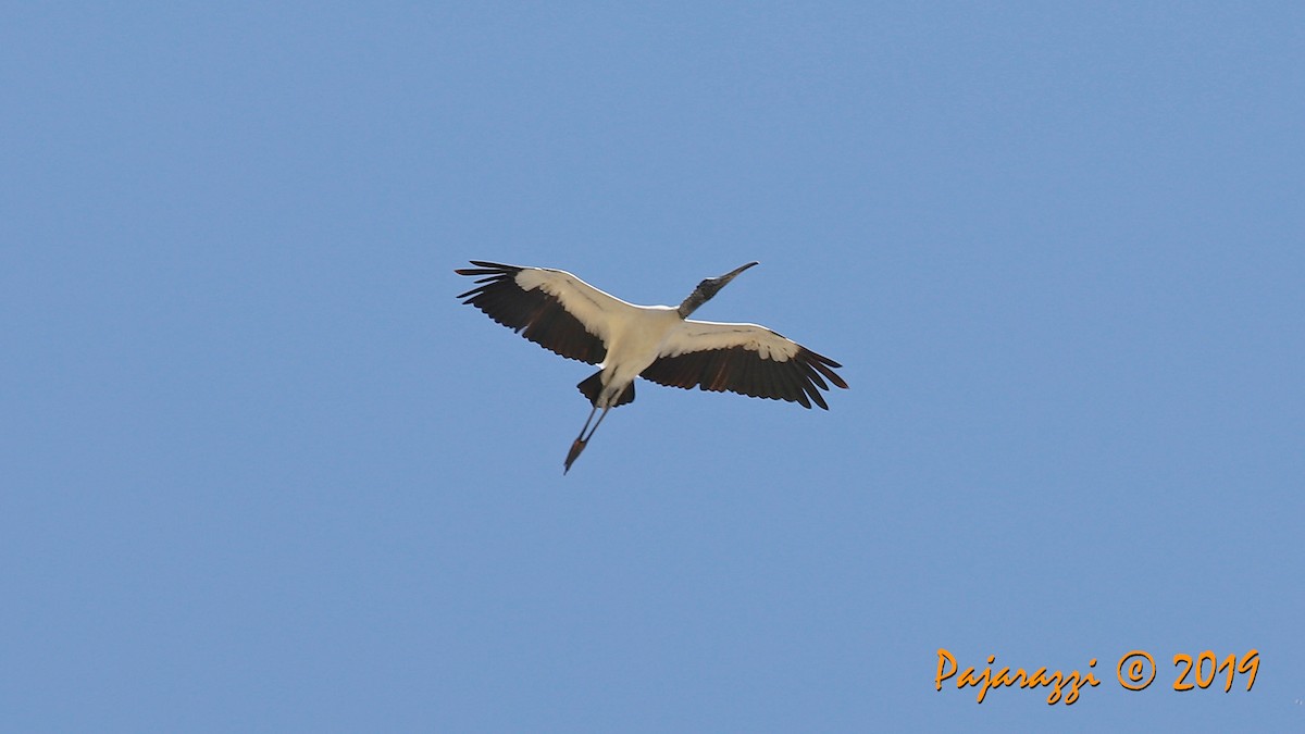 nesyt americký - ML171256191