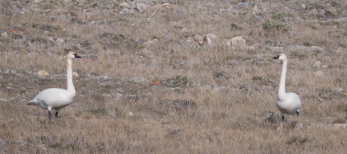 Tundra Swan - ML171256681