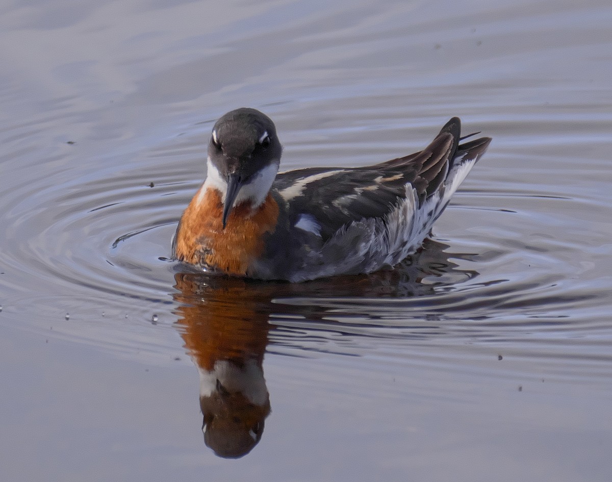 Red-necked Phalarope - David Chang