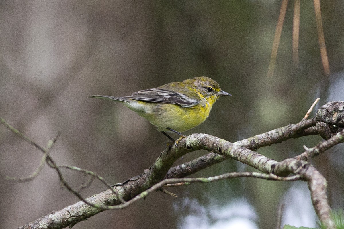 Pine Warbler - ML171259091