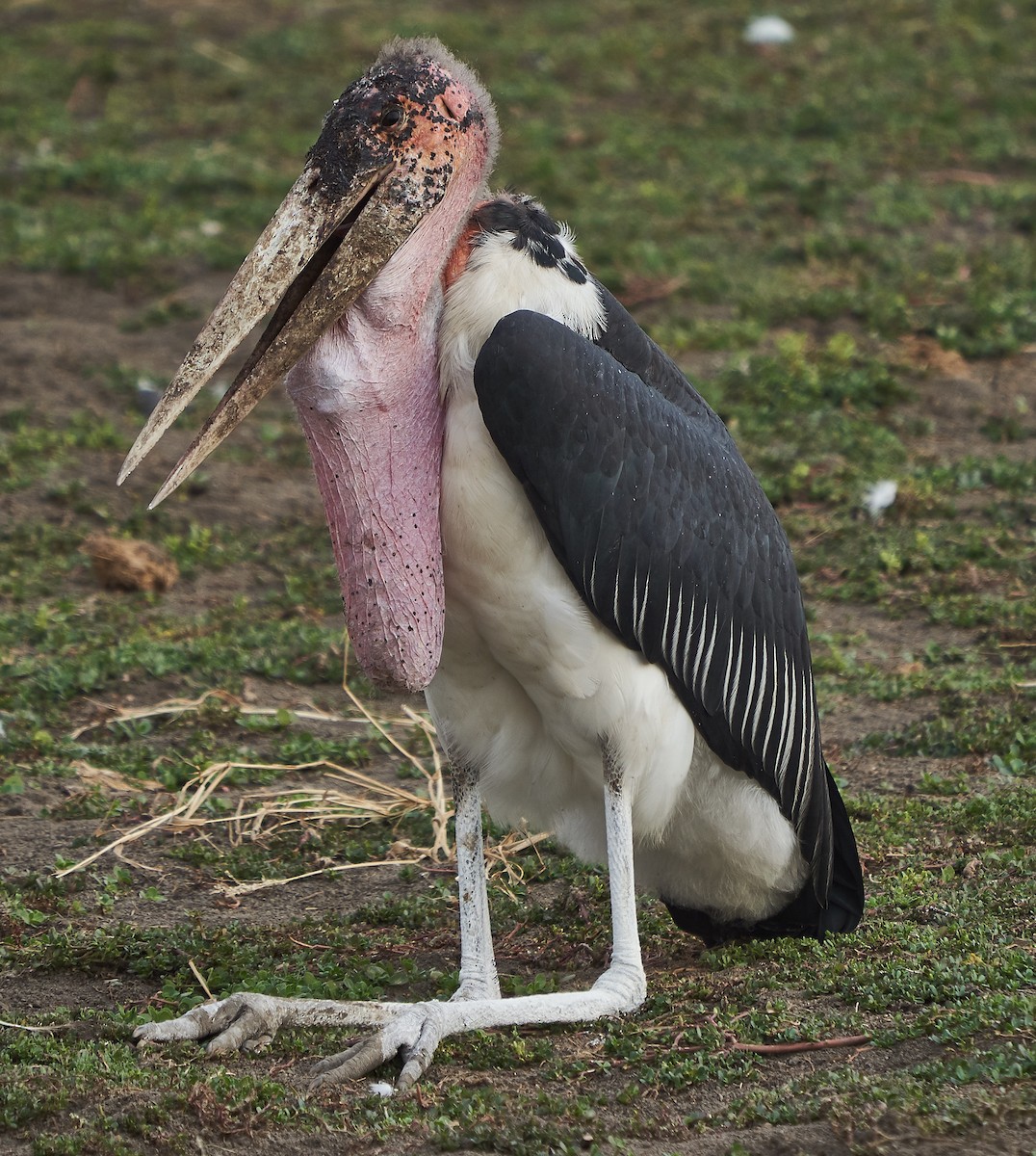 Marabou Stork - Steven Cheong