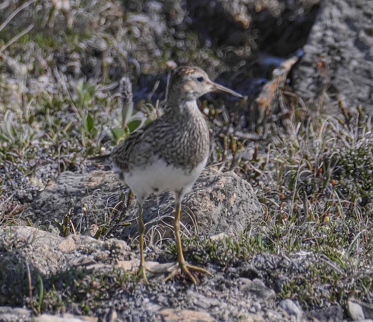 Pectoral Sandpiper - David Chang