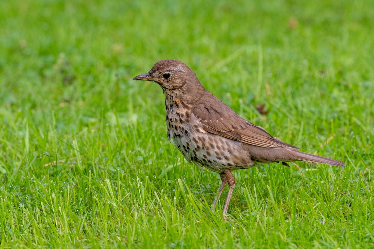 Song Thrush - ML171259801