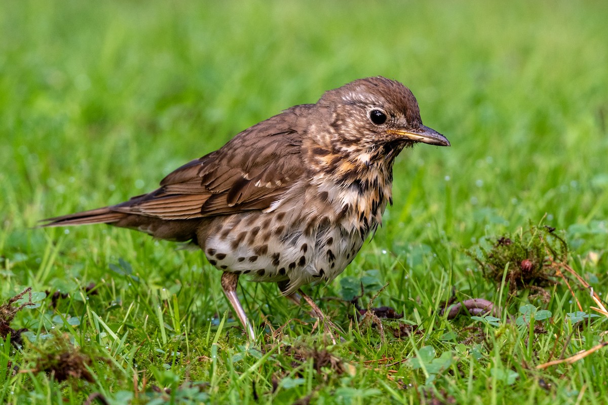 Song Thrush - ML171259821