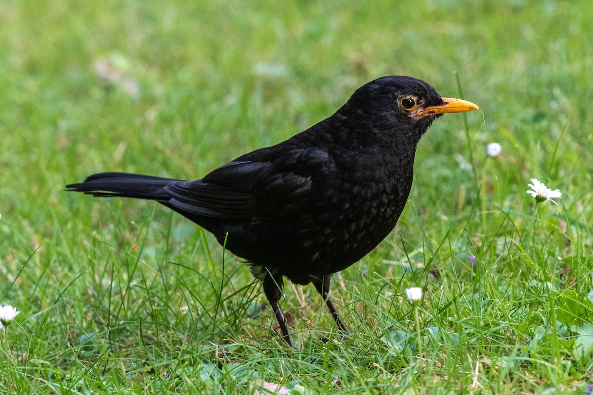 Eurasian Blackbird - ML171259831