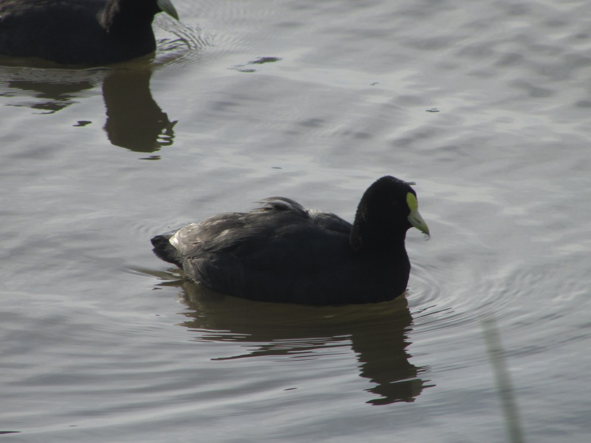 White-winged Coot - Jose Rebolledo