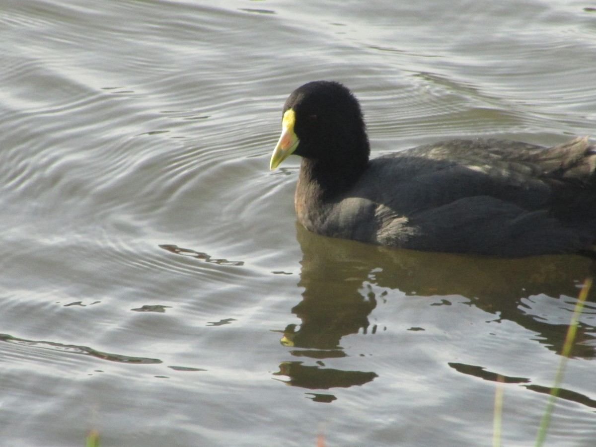 White-winged Coot - ML171260131