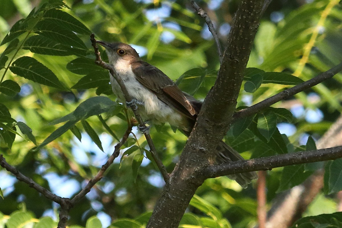 Black-billed Cuckoo - ML171261771