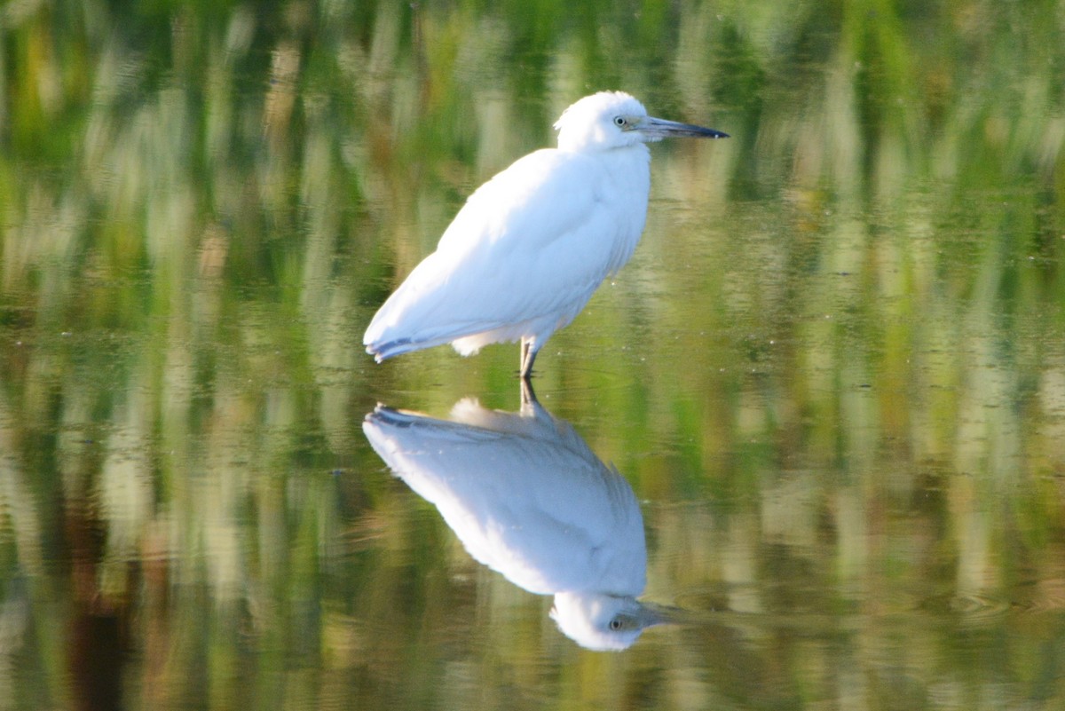 Little Blue Heron - Steve Mierzykowski