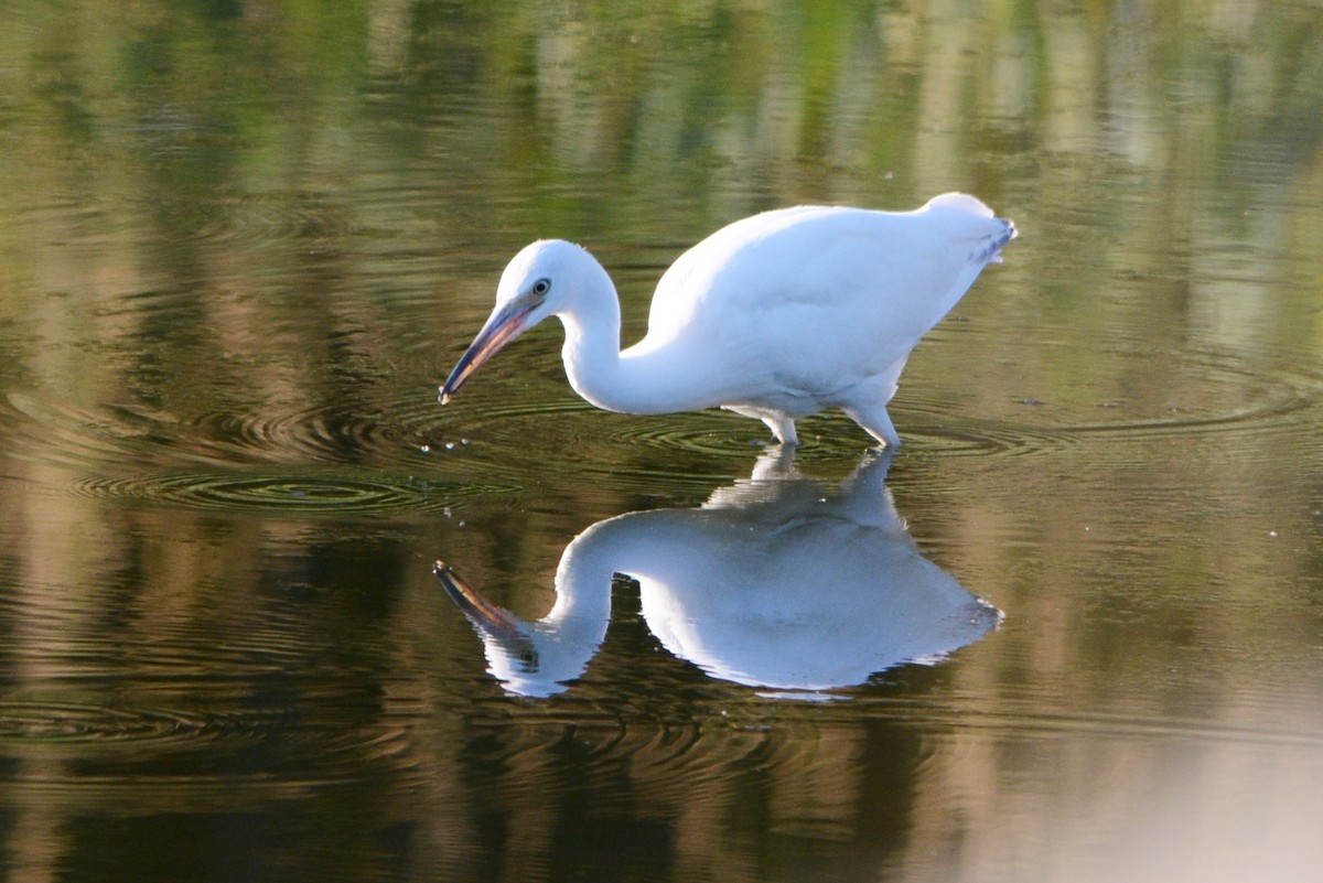 Little Blue Heron - Steve Mierzykowski