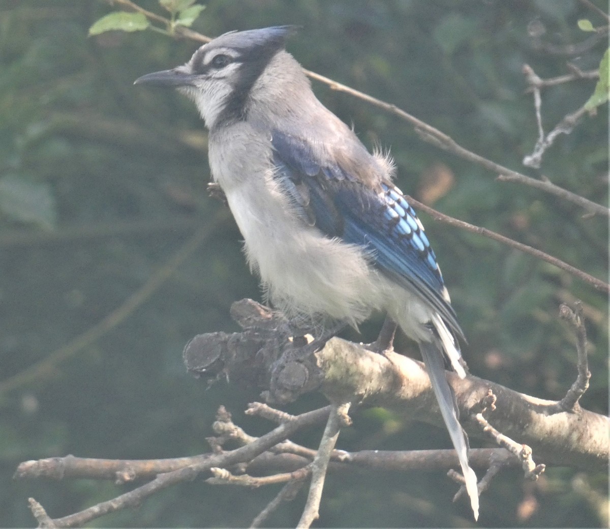 Blue Jay - ML171263251