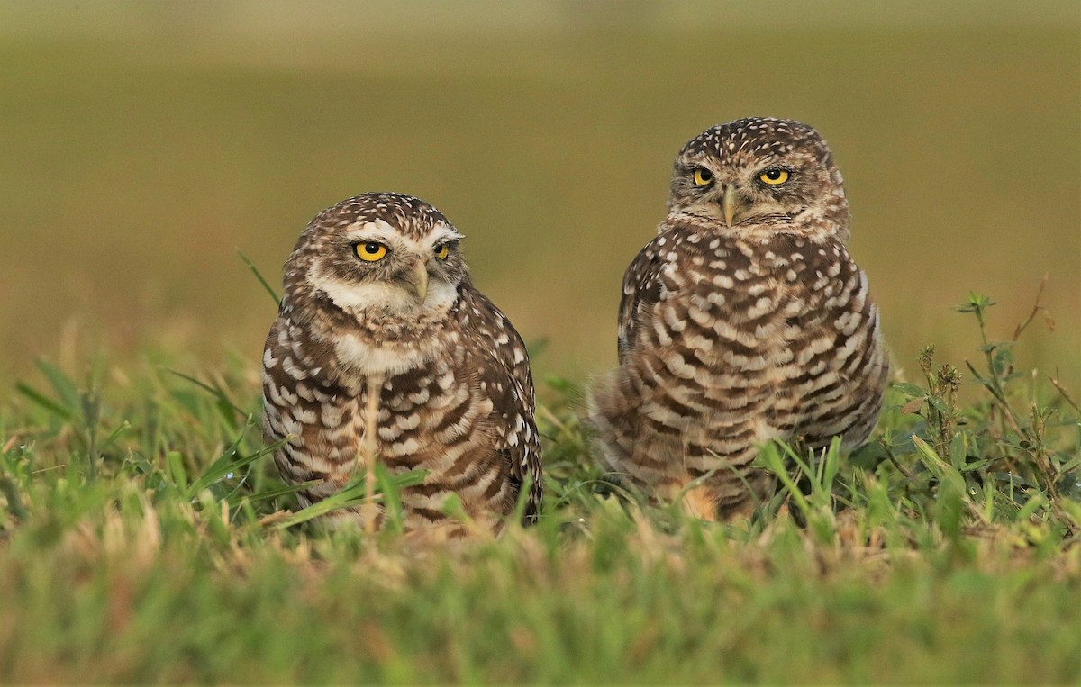 Burrowing Owl - ML171264441