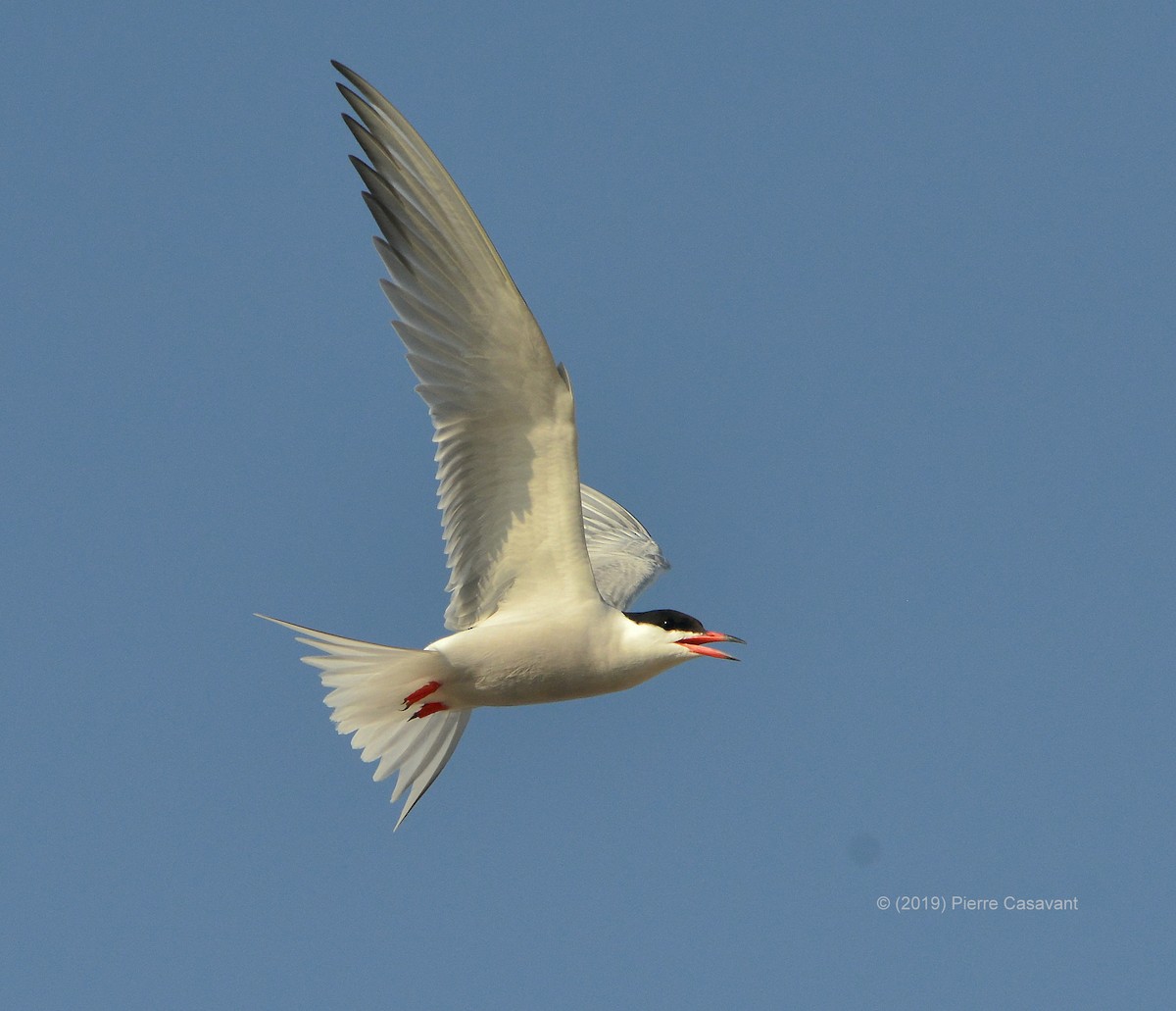 Common Tern - Pierre Casavant