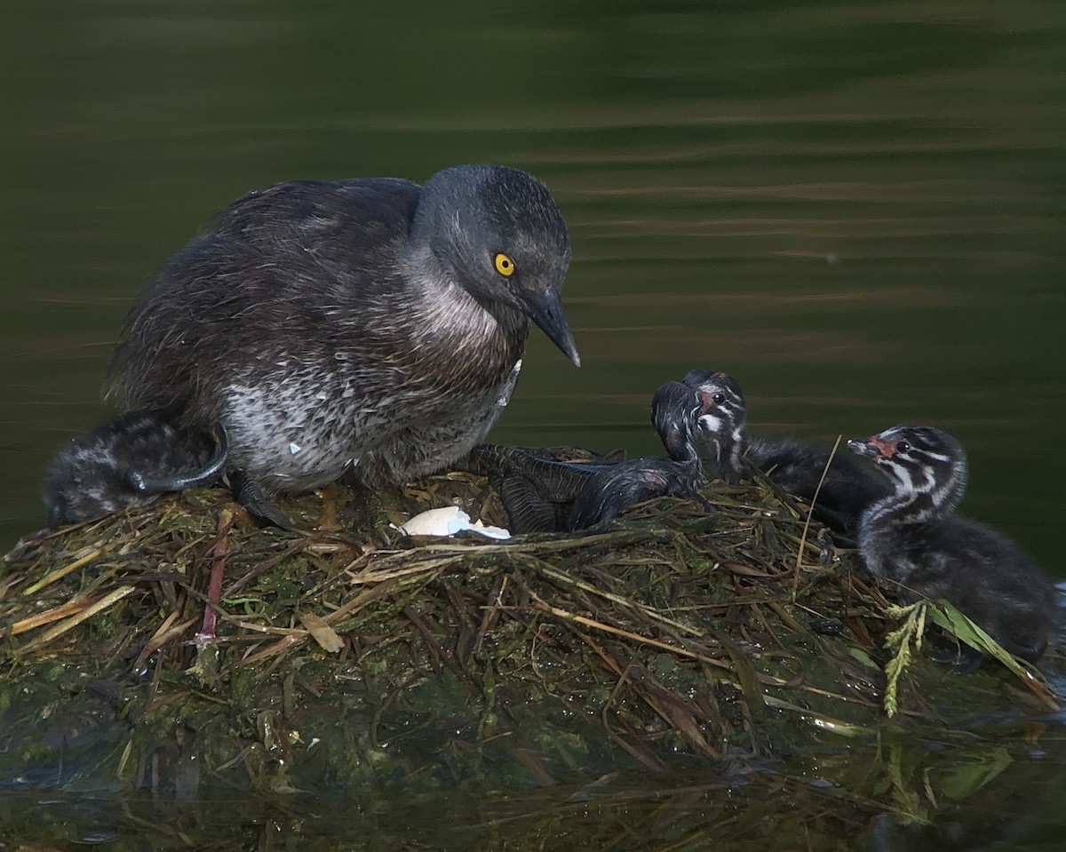 Least Grebe - Manuel's Tours Costa Rica