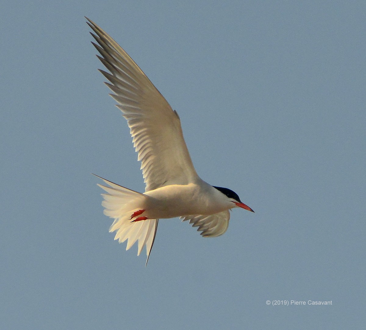 Common Tern - Pierre Casavant