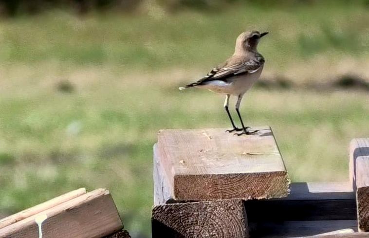 Northern Wheatear - ML171269391