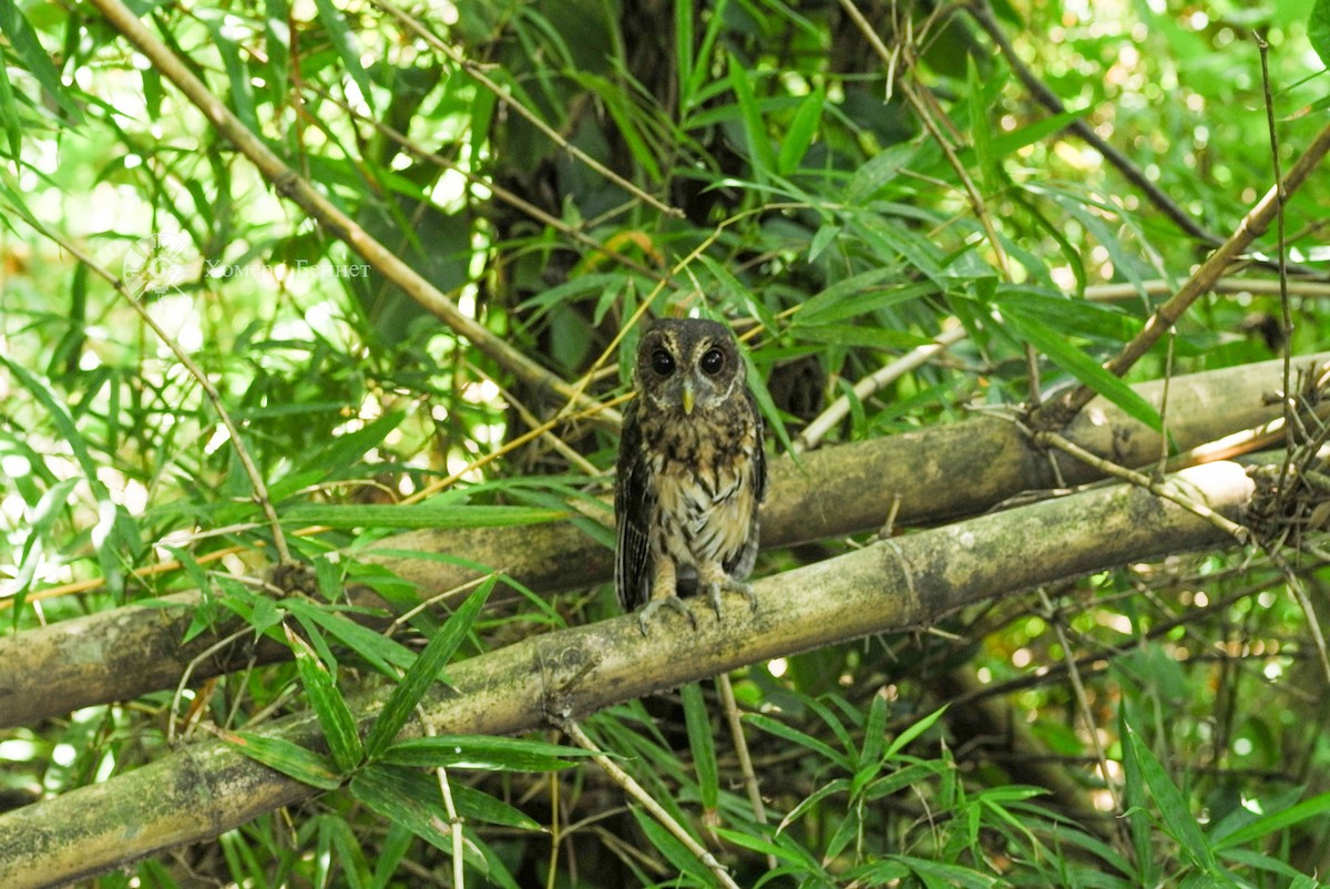 Mottled Owl - ML171271181