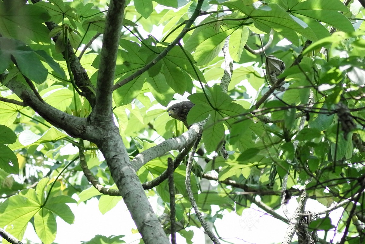 Roadside Hawk - ML171271321