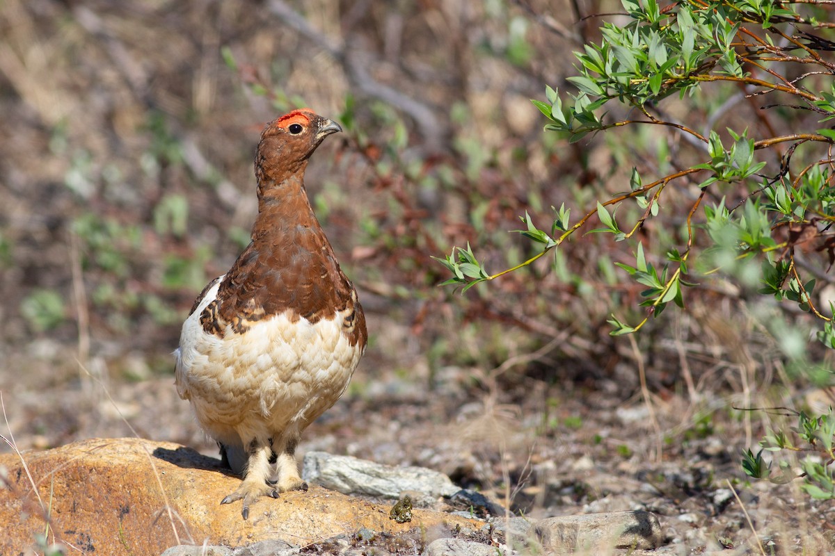 Willow Ptarmigan (Willow) - Tom Auer