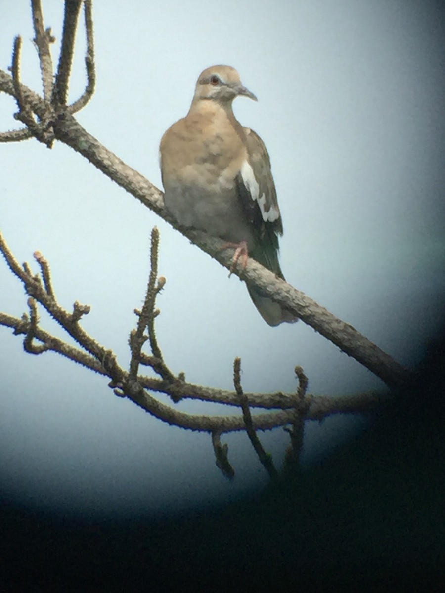 White-winged Dove - ML171274661