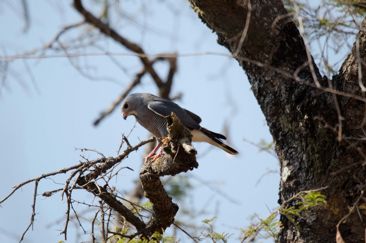 Lizard Buzzard - ML171275901