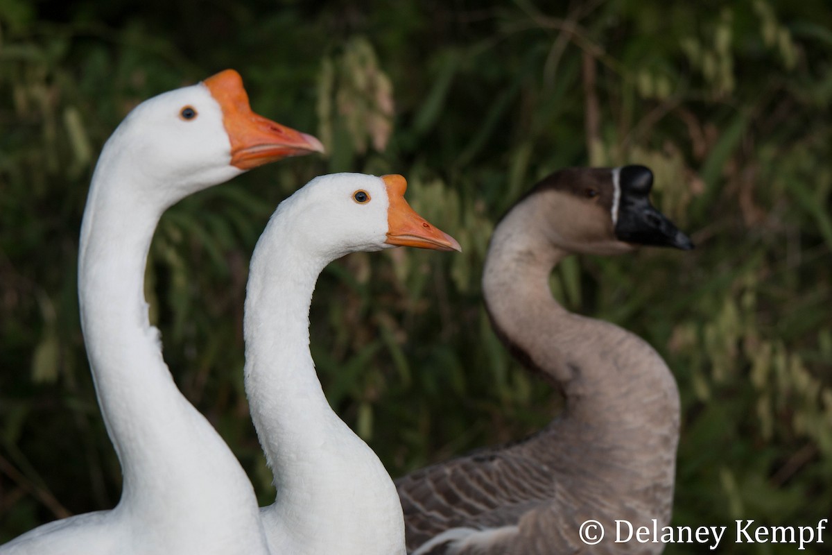 Swan Goose (Domestic type) - ML171275931