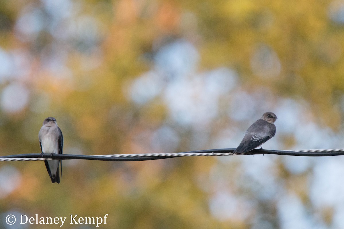 Northern Rough-winged Swallow - ML171276231