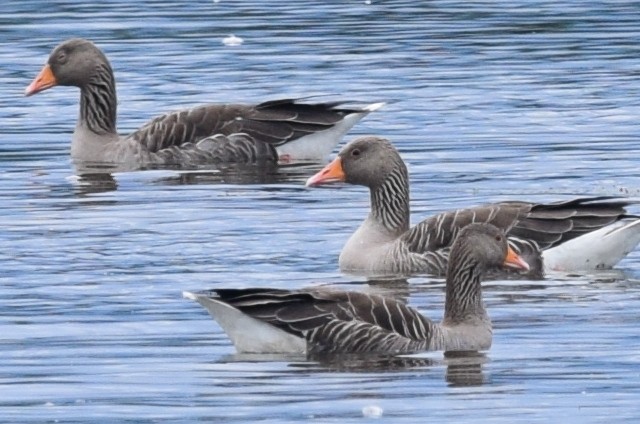 Graylag Goose - ML171276621