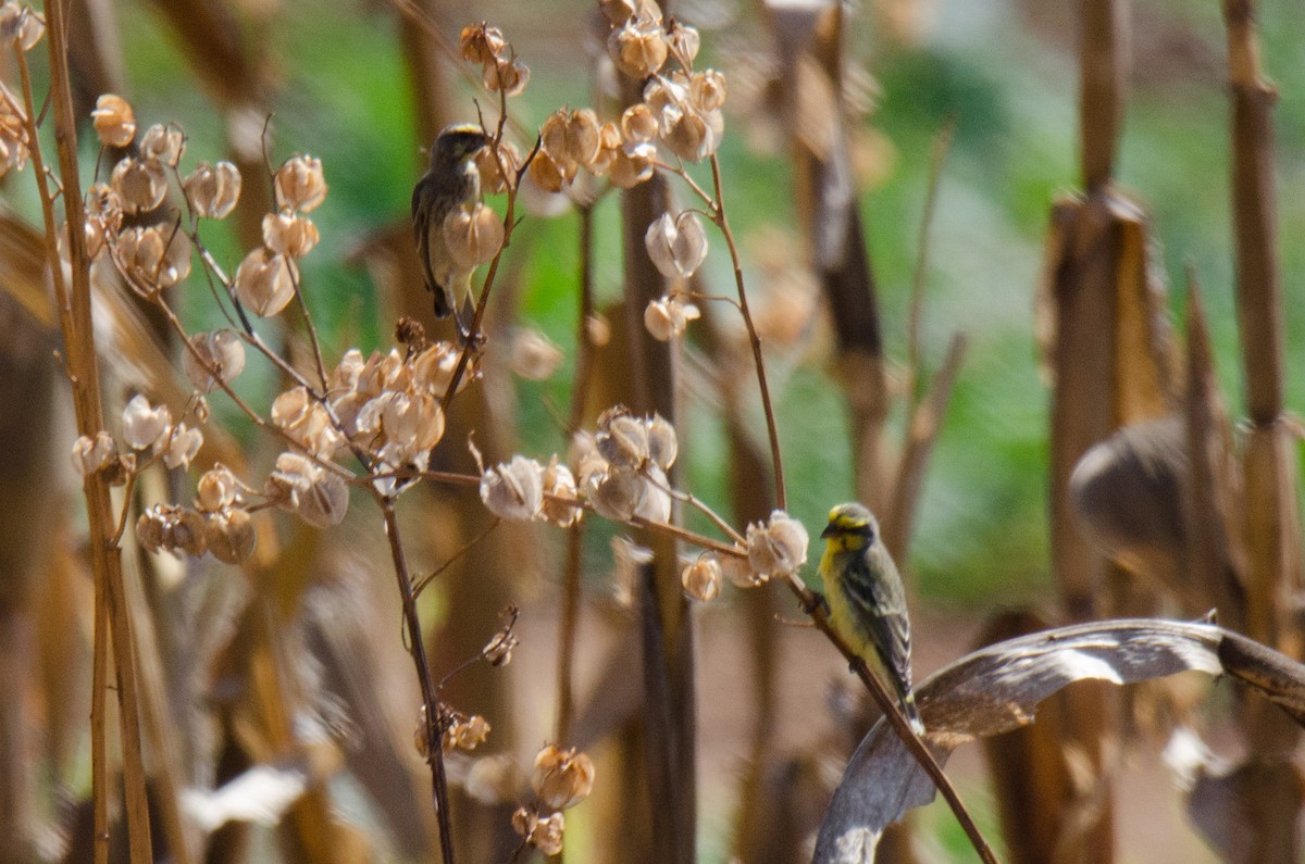 Yellow-fronted Canary - Kyle Finn