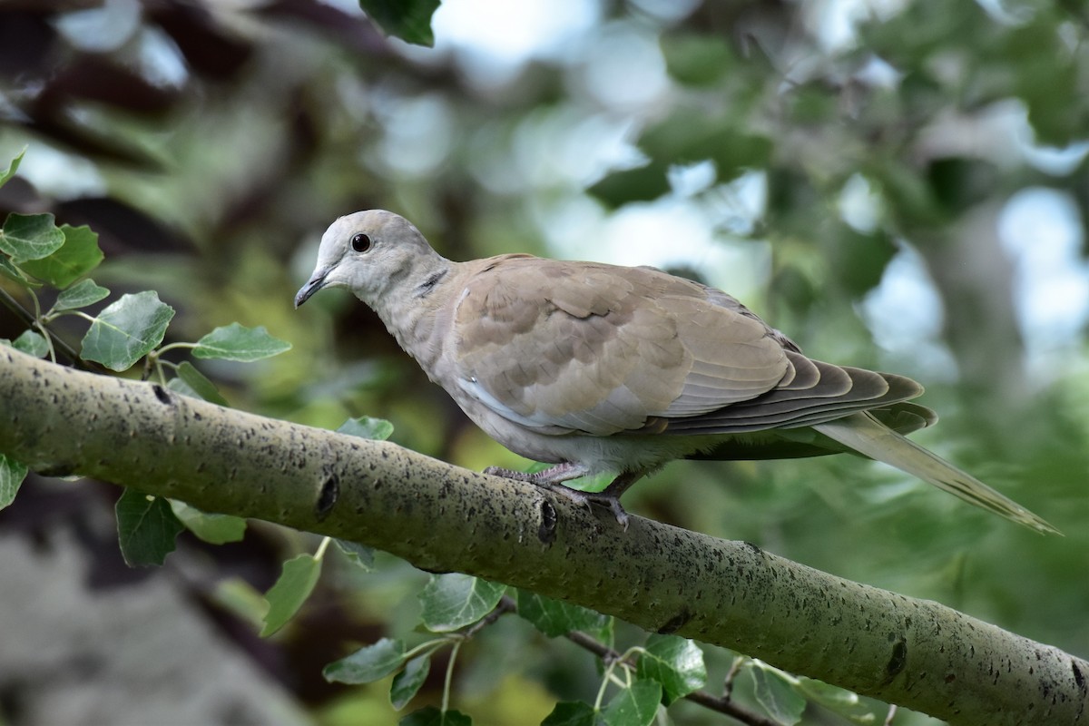 Eurasian Collared-Dove - Harold Ziolkowski